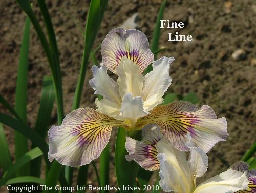 Fine Line (3)
